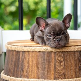 Smores - Cream male French Bulldog puppy in Nokesville, Virginia from Hershel's