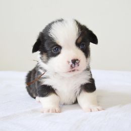 Pembroke Welsh Corgi Puppies from Farm Charm Corgis