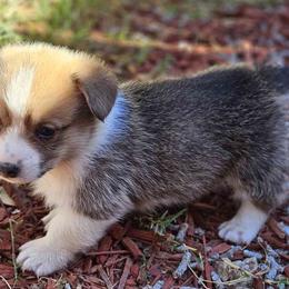 Oogie - Red Pembroke Welsh Corgi puppy in Fresno, California from Celestial Corgis