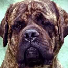 Mastiffs and Rat Terriers from POEM's Haven