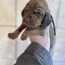 Black boy - Red male Bloodhound puppy in Conway, Missouri from Ozark Mountain Kennel