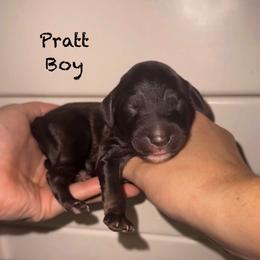 Pratt - Black male Goldendoodle puppy in Suring, Wisconsin from Black Oak Doodles