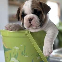 French Bulldog Puppies from Frontier Frenchies, LLC