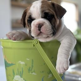 French Bulldog Puppies from Frontier Frenchies, LLC