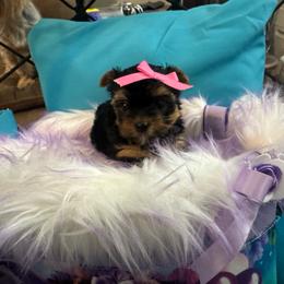 Tiny girl - Blue and gold female Yorkshire Terrier puppy in Milton, Florida from Sassenach Yorkie Kennels