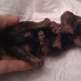 DB's Zipoli Fughetta - Black and cream female Dachshund puppy in Summerfield, Florida from D & B Ranchette