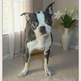 Trouble - Boston Terrier