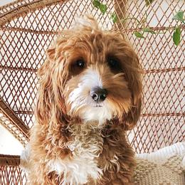 Zona - Goldendoodle