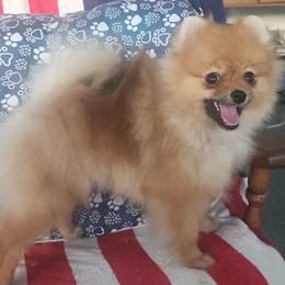 Teddy - Orange sable male Pomeranian puppy in Wilmington, North Carolina from Sparkle Plenty Poms