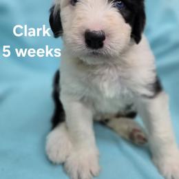 Clark - Gray and white male Old English Sheepdog puppy in Sutherlin, Oregon from Sapphire Eyes Sheepdogs