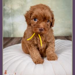 Skelly - Red male Cockapoo puppy in Connersville, Indiana from Deaz Doodle Ranch