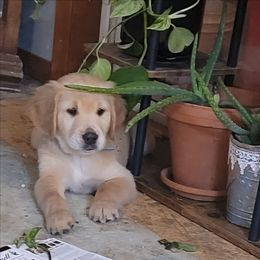 Blue collar - Golden male Golden Retriever puppy in Brush Prairie, Washington from Paradise Peaks