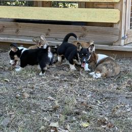 Pembroke Welsh Corgi Puppies from S7 Corgis and Chaos