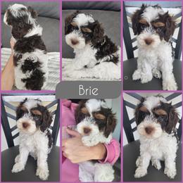 Brie - Brown and white female Cockapoo puppy in Zanesville, Ohio from Southtown Doodles LLC