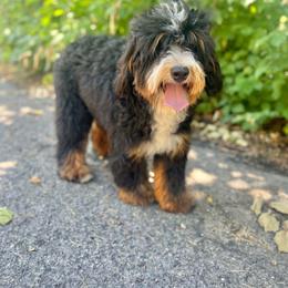 Bernedoodle puppies from San Tan Doodles