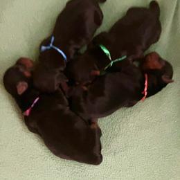 Taka - Black and tan female Yorkshire Terrier puppy in Minnesota from Sunny Sky Yorkies