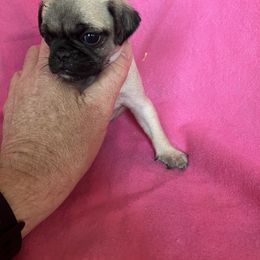 Girl 2 - Fawn female Pug puppy in Brooksville, Florida from Windsorsprings