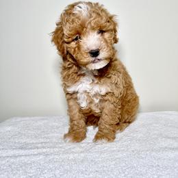 Aussiedoodle and Goldendoodle Puppies from Dandy Doodle Ranch