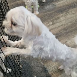 Marty - Maltese