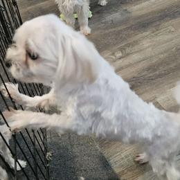 Marty - Maltese
