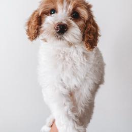 Hancock (Silver Collar) - Parti male Goldendoodle puppy in Beaverton, Oregon from Henry Elliots