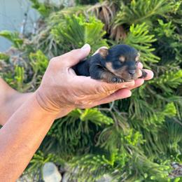 MJ - Black and tan female Yorkshire Terrier puppy in Ceres, California from Mr.Yorkie