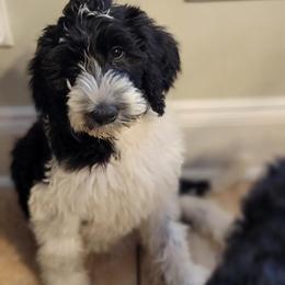 Labradoodle Puppies from Tyson's Farm Doodles