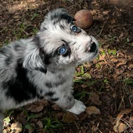 Boy 2 - Blue merle male Australian Shepherd puppy in Lakeland, Florida from Infinite Aussies
