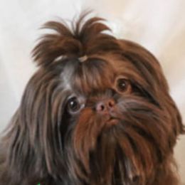 Shih Tzus from K&T FURBABIES