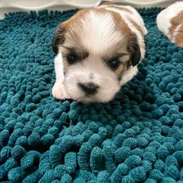 Lulu - Sable and white female Shih Tzu puppy in Reddell, Louisiana from TINYSHIHTZUFURU