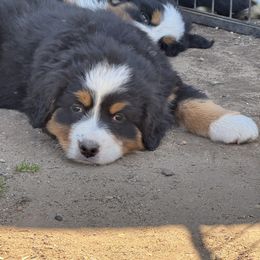 Light Pink - Black rust and white female Bernese Mountain Dog puppy in Delton, Michigan from Rocky Top Acres