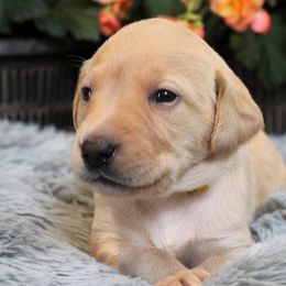 Girl 5 - Yellow Labrador Retriever puppy in Gilbert, South Carolina from Crout Kennels