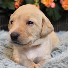 Girl 5 - Yellow Labrador Retriever puppy in Gilbert, South Carolina from Crout Kennels