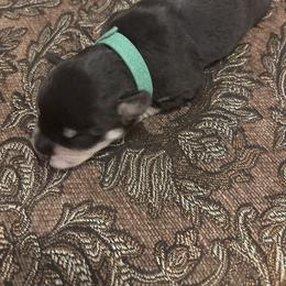 Liberty (Green) - Liver female Miniature Schnauzer puppy in Hemet, California from Feshia's Miniature Schnauzers