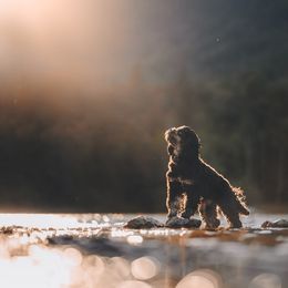 Duchess - Cockapoo