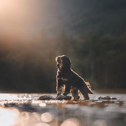 Duchess - Cockapoo