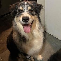 Australian Shepherd All Grown Up from K & R Australian Shepherds
