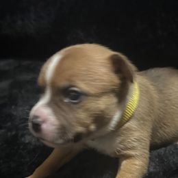 River - Red male Staffordshire Bull Terrier puppy in Port Saint Lucie, Florida from Southern Staffies