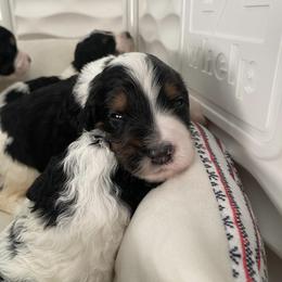 Bernedoodle and Goldendoodle Puppies from Saratoga Goldendoodles