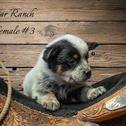 Female 3 - Blue female Australian Cattle Dog puppy in Waterloo, South Carolina from Star Ranch Australian Cattle Dogs
