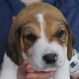 Male 5 - Brown - Black white and tan male Harrier puppy in Waxhaw, North Carolina from Darkfire Harriers
