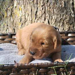 Steele - Golden Retriever puppy from Copperhead Creek Goldens