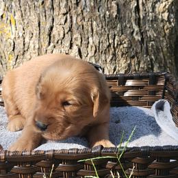 Steele - Golden Retriever puppy from Copperhead Creek Goldens