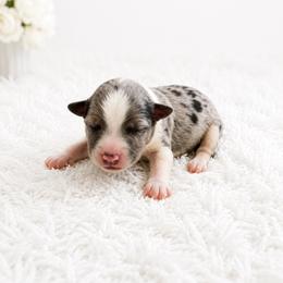 Petunia - Blue merle female Toy Australian Shepherd puppy in Louisville, Mississippi from Kristy’s Kennels