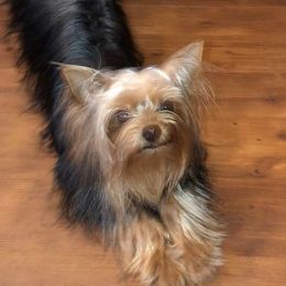 Miles - Yorkshire Terrier