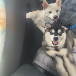 Alaskan Klee Kai, Pug, and Shiba Inu All Grown Up from khshibas-khpugs