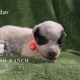 Peter - Blue male Australian Cattle Dog puppy in Silsbee, Texas from Rockin ND Ranch