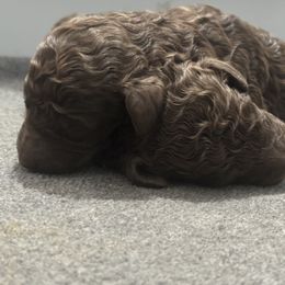 Girl 3 - Poodle puppy from Kelley’s Poodle Patch