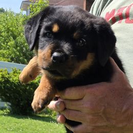 Rottweiler Puppies from Vom Peiffley Rottweilers, LLC