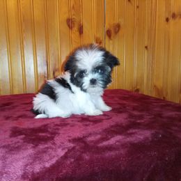 Havanese, Miniature Schnauzer, and Yorkshire Terrier Puppies from Ashley Nicole Ranch